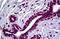SMAD2 antibody, MBS245938, MyBioSource, Immunohistochemistry paraffin image 