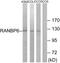 RAN Binding Protein 6 antibody, PA5-39395, Invitrogen Antibodies, Western Blot image 