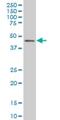 Interferon Regulatory Factor 2 antibody, H00003660-M01, Novus Biologicals, Western Blot image 
