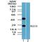 Regulator Of G Protein Signaling 19 antibody, PA5-23210, Invitrogen Antibodies, Western Blot image 