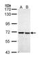 Peptidylprolyl Isomerase Like 2 antibody, NBP1-32933, Novus Biologicals, Western Blot image 