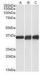 Lactate Dehydrogenase B antibody, orb233628, Biorbyt, Western Blot image 