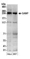 Minichromosome Maintenance Complex Component 3 Associated Protein antibody, NBP1-71882, Novus Biologicals, Western Blot image 