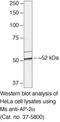 Transcription Factor AP-2 Alpha antibody, 37-5800, Invitrogen Antibodies, Western Blot image 