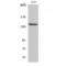 Nuclear factor related to kappa-B-binding protein antibody, LS-C384852, Lifespan Biosciences, Western Blot image 