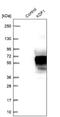 Keratinocyte Differentiation Factor 1 antibody, NBP1-93838, Novus Biologicals, Western Blot image 