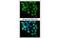 Cyclin T2 antibody, MBS835544, MyBioSource, Immunofluorescence image 