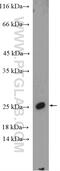Protein SSX1 antibody, 11670-1-AP, Proteintech Group, Western Blot image 