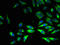 DIA1 antibody, LS-B11358, Lifespan Biosciences, Immunofluorescence image 