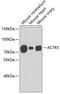 Actin-related protein 5 antibody, 19-080, ProSci, Western Blot image 