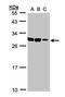 ASB-9 antibody, TA308611, Origene, Western Blot image 