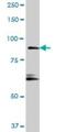 Ras And Rab Interactor 1 antibody, H00009610-B01P, Novus Biologicals, Western Blot image 