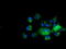 Chromosome 10 Open Reading Frame 82 antibody, TA501481, Origene, Immunofluorescence image 