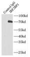Interferon Regulatory Factor 2 Binding Protein 1 antibody, FNab04387, FineTest, Immunoprecipitation image 