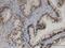 Zinc Finger Protein 3 antibody, LS-C133976, Lifespan Biosciences, Immunohistochemistry frozen image 