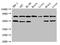 Glycyl-TRNA Synthetase antibody, orb48232, Biorbyt, Western Blot image 