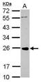 Caveolae Associated Protein 3 antibody, PA5-31411, Invitrogen Antibodies, Western Blot image 