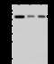 60 kDa SS-A/Ro ribonucleoprotein antibody, 203453-T38, Sino Biological, Western Blot image 