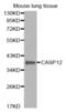Caspase 12 (Gene/Pseudogene) antibody, abx000759, Abbexa, Western Blot image 