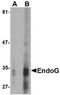 Endonuclease G, mitochondrial antibody, TA319641, Origene, Western Blot image 