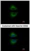 GRB2 Related Adaptor Protein antibody, NBP1-33626, Novus Biologicals, Immunofluorescence image 