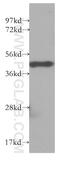 NGG1 Interacting Factor 3 Like 1 antibody, 10549-1-AP, Proteintech Group, Western Blot image 