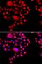 DNA-directed RNA polymerases I and III subunit RPAC2 antibody, orb373921, Biorbyt, Immunofluorescence image 