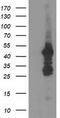 Docking Protein 2 antibody, LS-C173097, Lifespan Biosciences, Western Blot image 