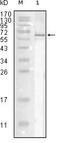 Influenza A virus Nucleoprotein antibody, MBS831927, MyBioSource, Western Blot image 