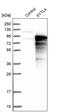 Synaptotagmin Like 4 antibody, PA5-51585, Invitrogen Antibodies, Western Blot image 