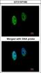 DENN Domain Containing 1B antibody, GTX107160, GeneTex, Immunocytochemistry image 