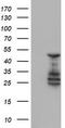 ETS Transcription Factor ELK3 antibody, TA503575, Origene, Western Blot image 