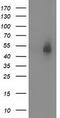 Syntrophin Alpha 1 antibody, CF502042, Origene, Western Blot image 