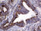 Proline Dehydrogenase 1 antibody, M03231, Boster Biological Technology, Immunohistochemistry paraffin image 