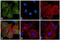 Rat IgG Isotype Control antibody, 31621, Invitrogen Antibodies, Immunofluorescence image 