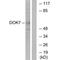 Docking Protein 7 antibody, A05165, Boster Biological Technology, Western Blot image 