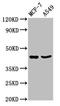 Early Growth Response 3 antibody, LS-C670099, Lifespan Biosciences, Western Blot image 