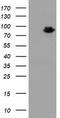 Mitogen-Activated Protein Kinase 7 antibody, TA502202, Origene, Western Blot image 