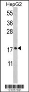 Ribosomal Protein S15 antibody, MBS9210289, MyBioSource, Western Blot image 