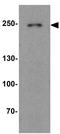 DnaJ homolog subfamily C member 13 antibody, GTX32149, GeneTex, Western Blot image 