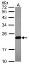 Caveolin 2 antibody, LS-C185970, Lifespan Biosciences, Western Blot image 