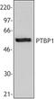 hnRNP I antibody, TA328040, Origene, Western Blot image 