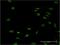 Forkhead Box L1 antibody, H00002300-M09, Novus Biologicals, Immunocytochemistry image 