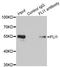 Fli-1 Proto-Oncogene, ETS Transcription Factor antibody, orb167476, Biorbyt, Immunoprecipitation image 