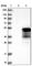 Ermin antibody, HPA038295, Atlas Antibodies, Western Blot image 