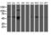 RAB6-interacting golgin antibody, LS-C337809, Lifespan Biosciences, Western Blot image 