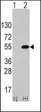 ATF4 antibody, TA302232, Origene, Western Blot image 