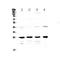 Glutathione S-Transferase Mu 1 antibody, A00569-1, Boster Biological Technology, Western Blot image 