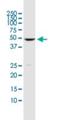 Dual Specificity Phosphatase 5 antibody, H00001847-M04, Novus Biologicals, Western Blot image 
