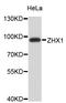 Zinc fingers and homeoboxes protein 1 antibody, STJ26151, St John